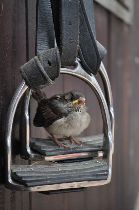 Young sparrow
