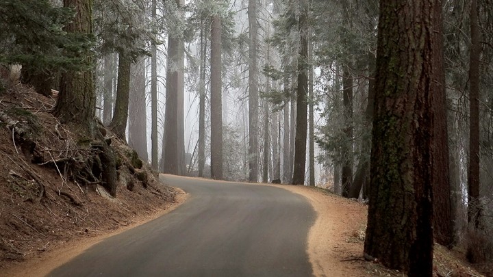 wood rood