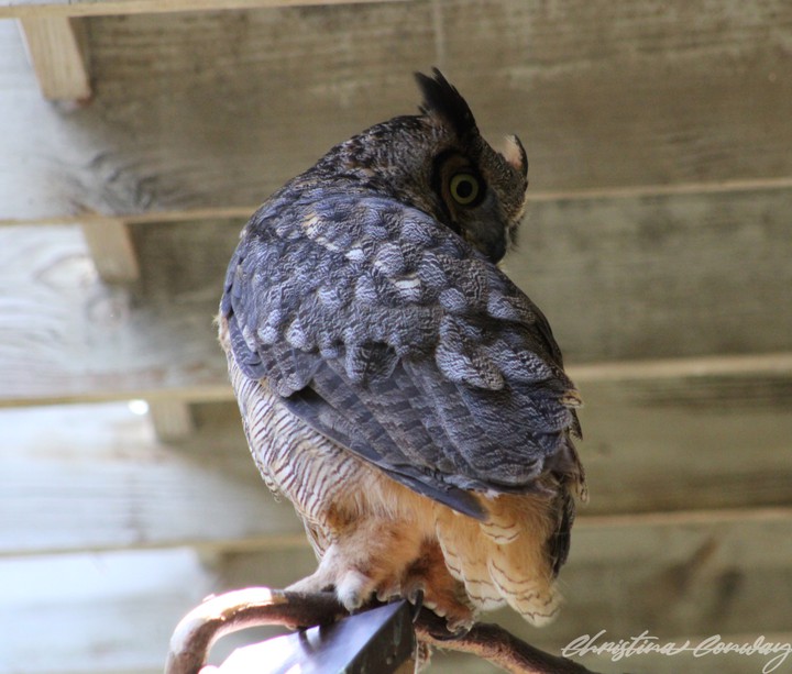 Great horned owl