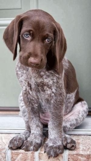 GSP