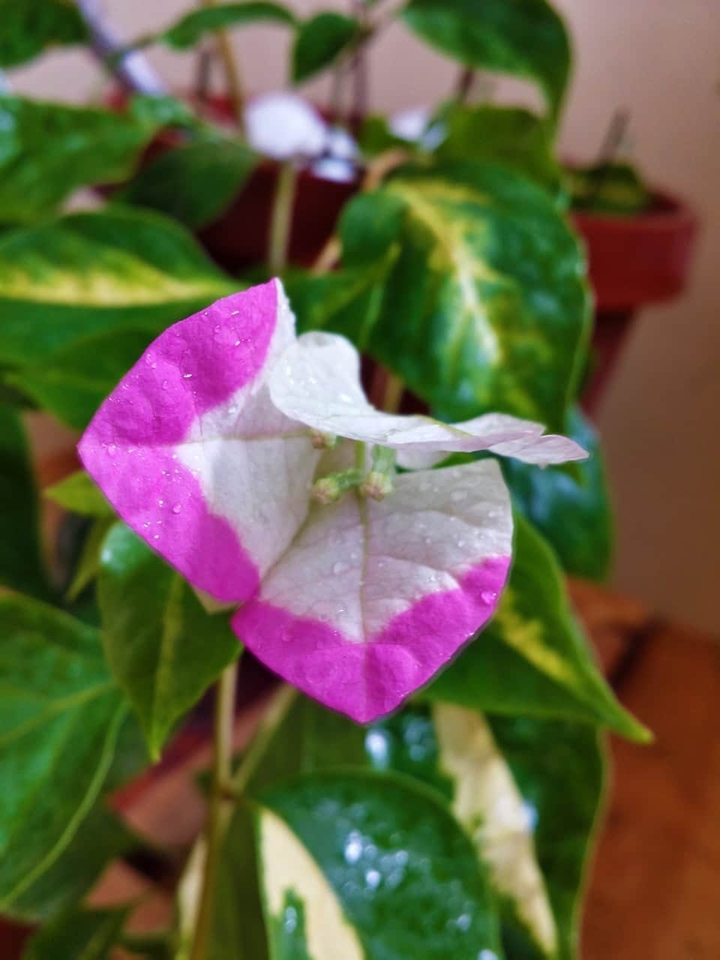 Bougainvillea