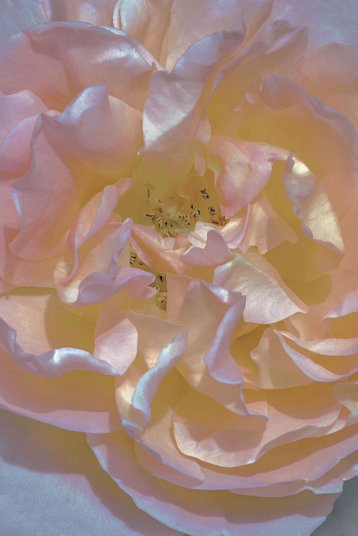 Petals