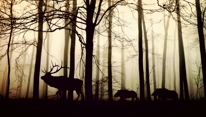FoG.... don't fade away..