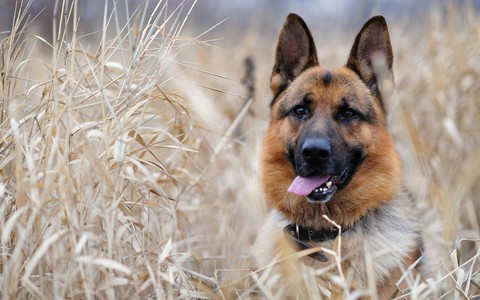 dog