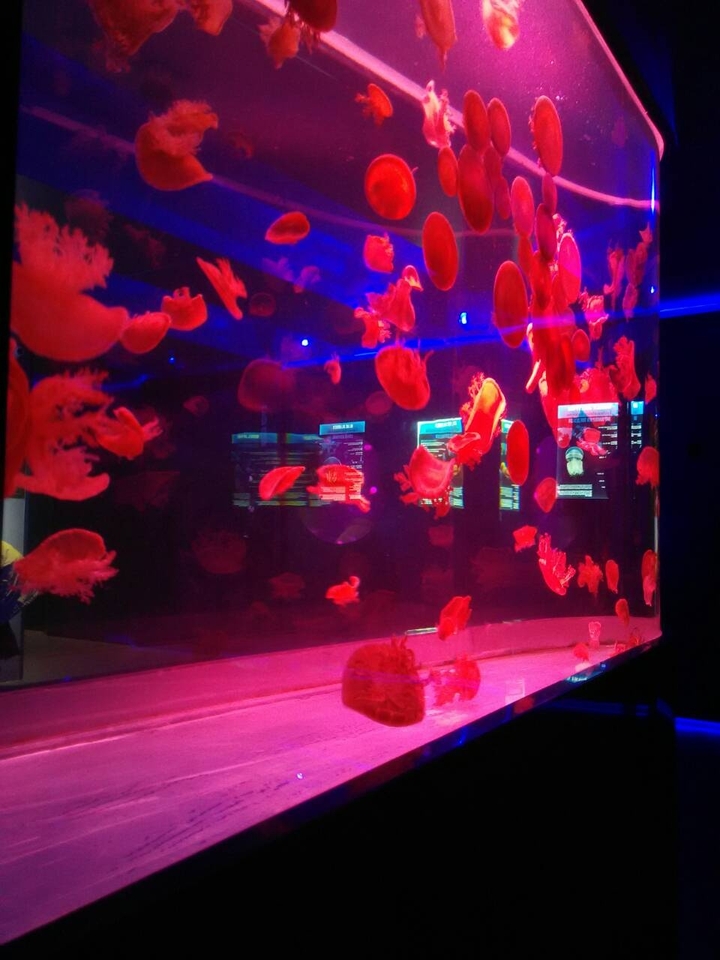 Jellyfish