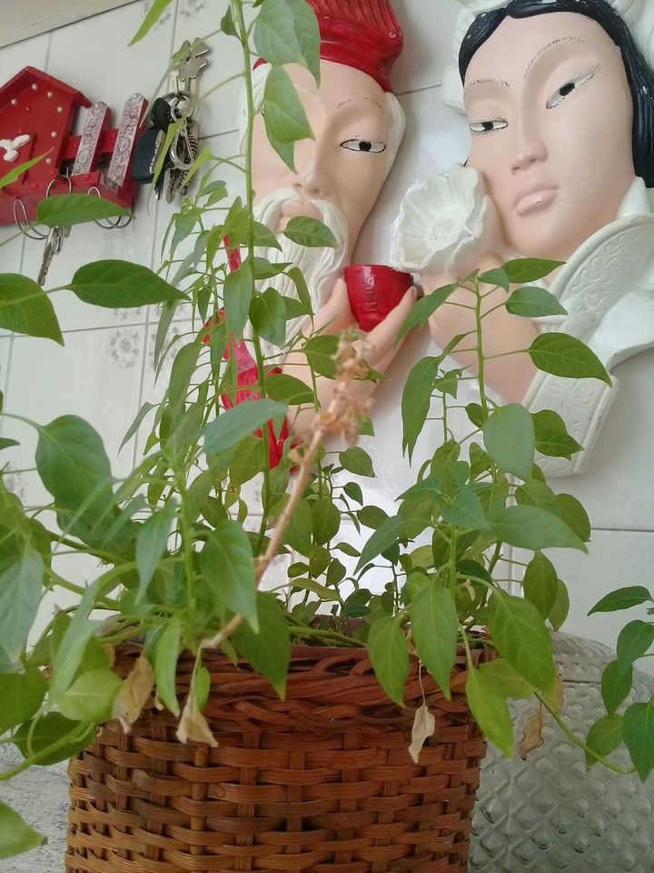 flower