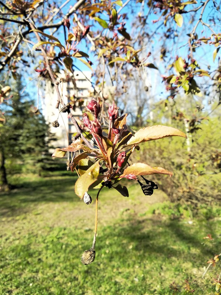 Spring. April. Nature.