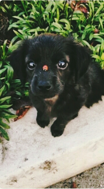 cute dog