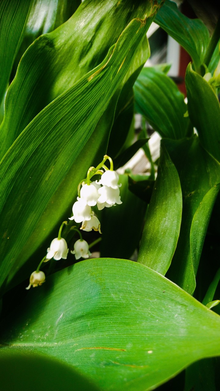 lily of the valley