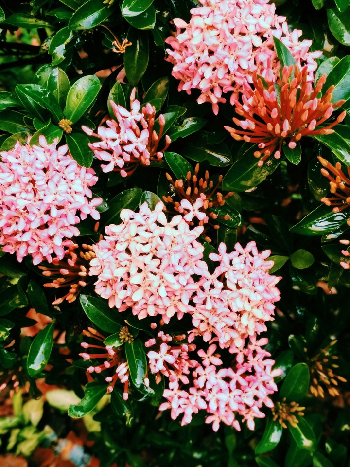 flowers