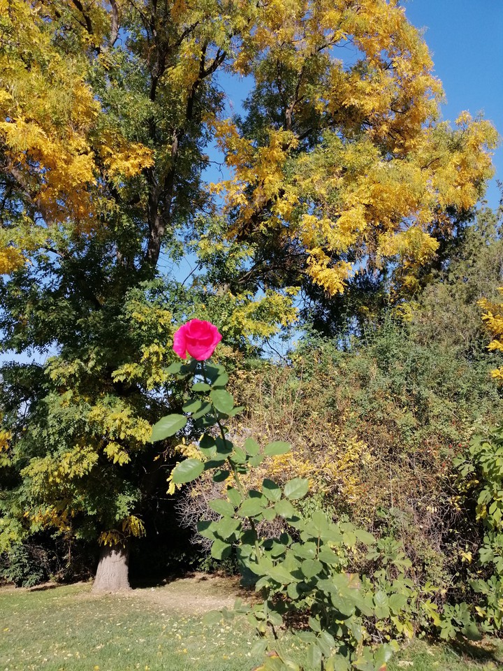 autumn rose