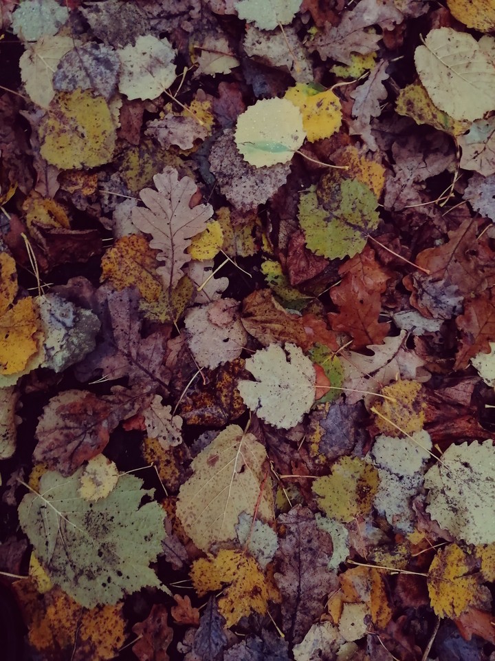 autumn leaves