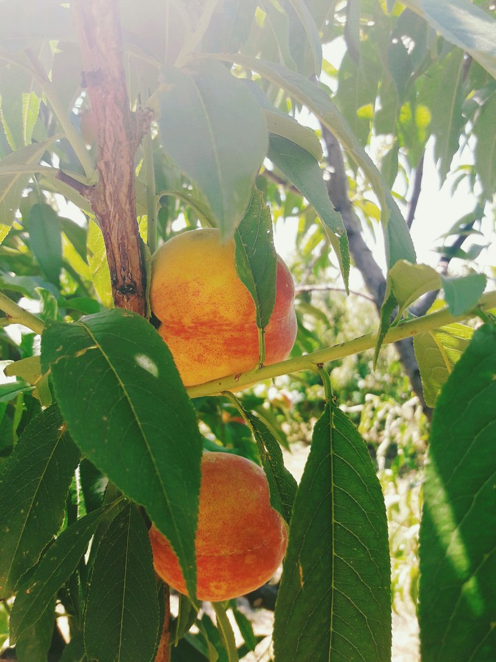 Peach