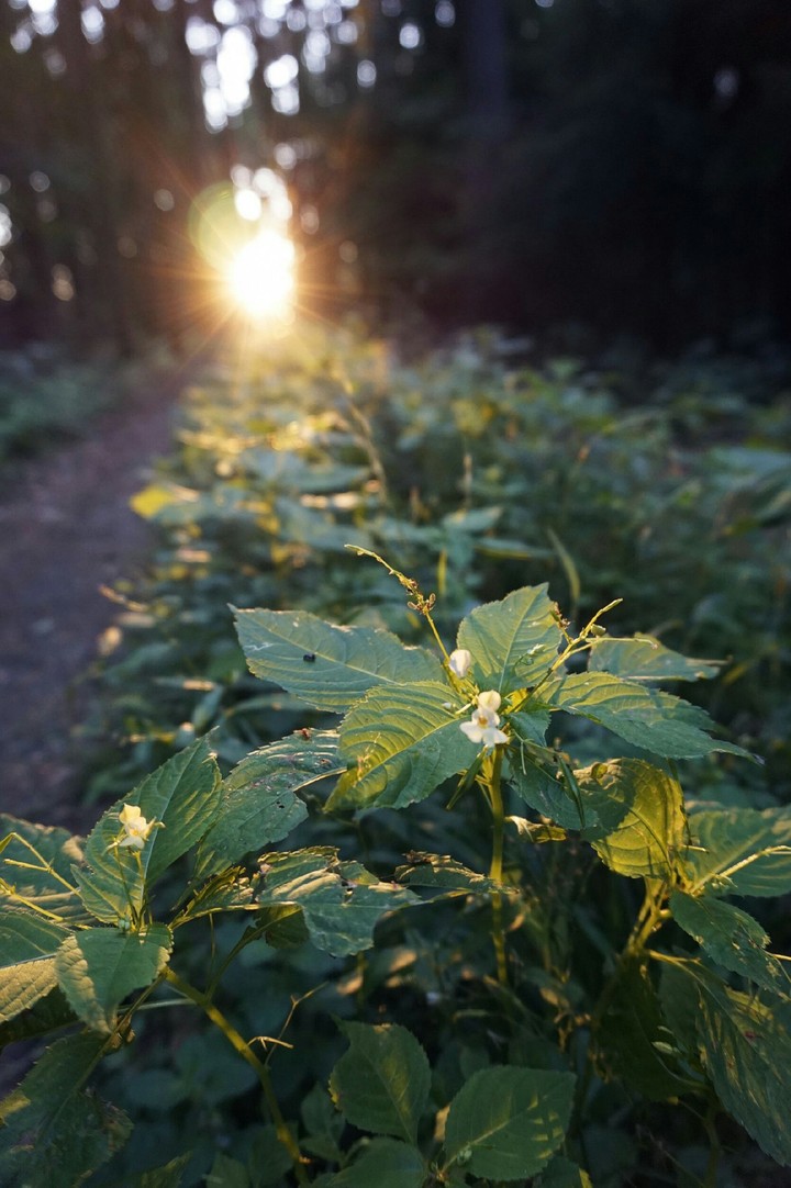 Plants in the Sunset