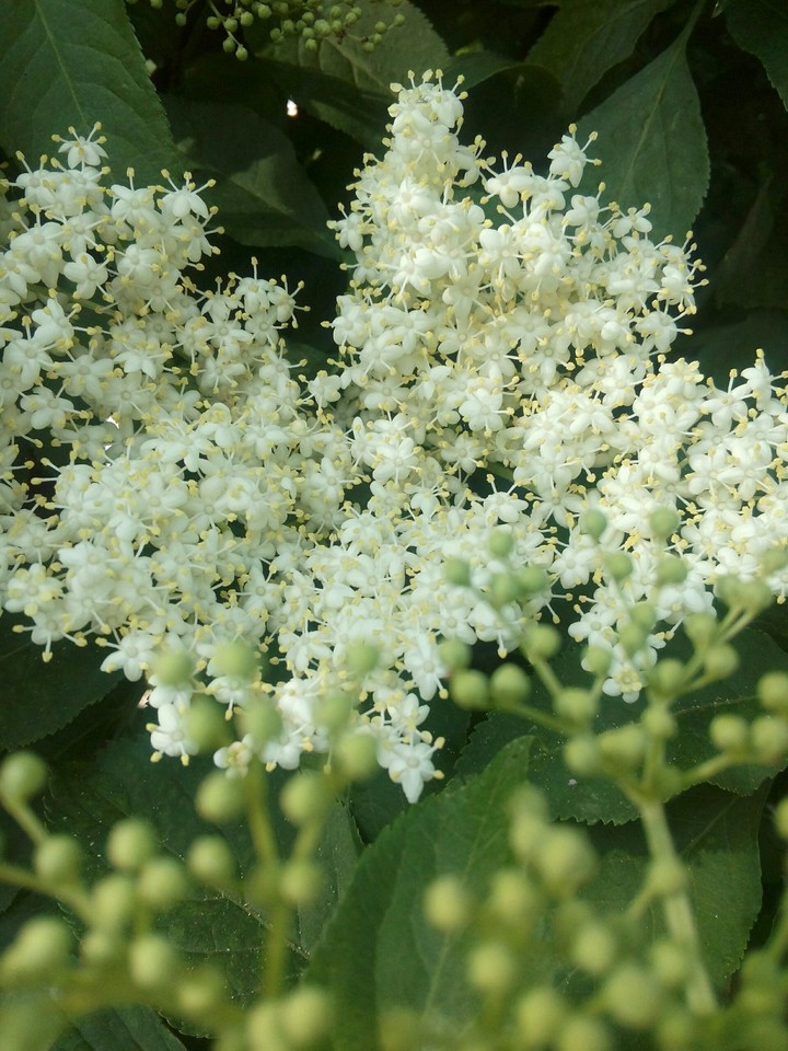 white flowers