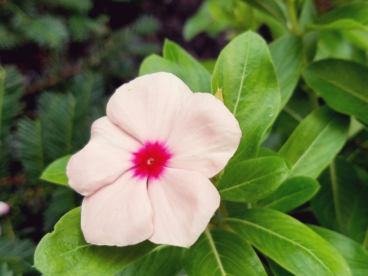 pretty in Pink