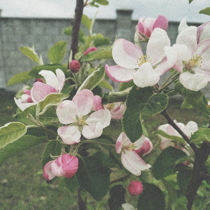 flovers