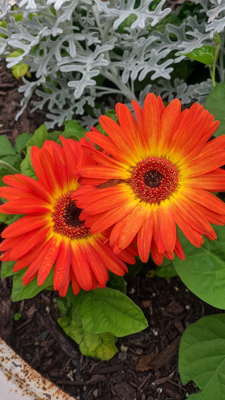 gerber daisy