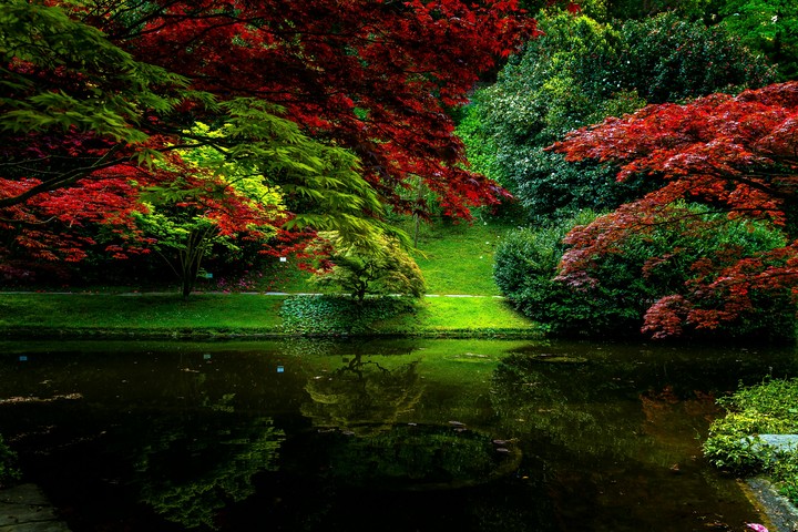 garden at Como lake