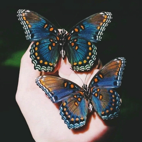 butterfly ❤️