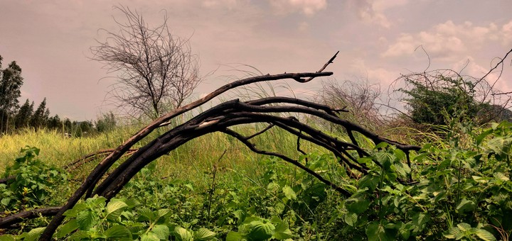tree