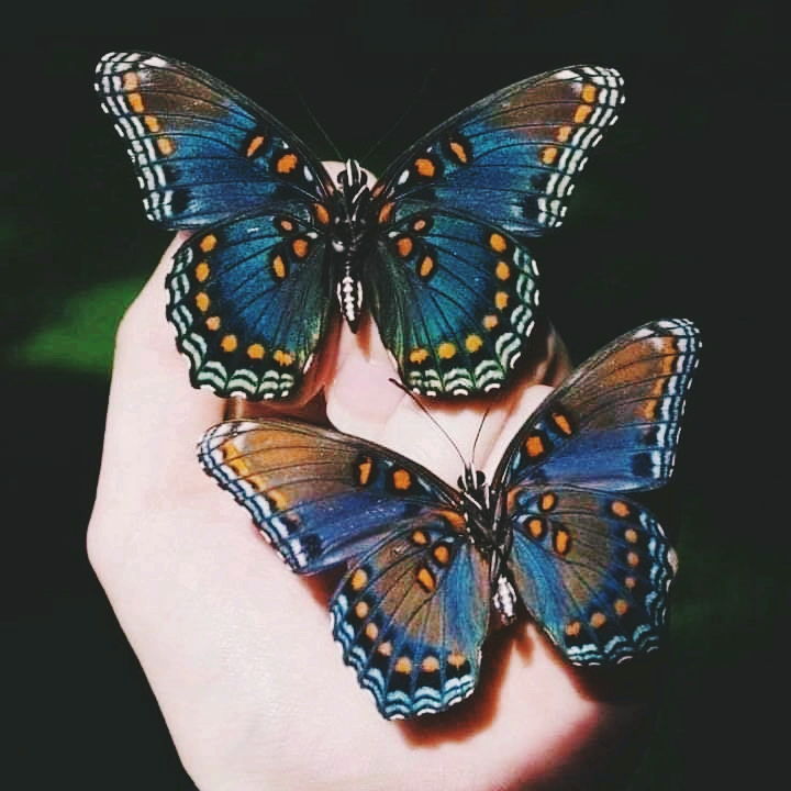 butterfly ❤️