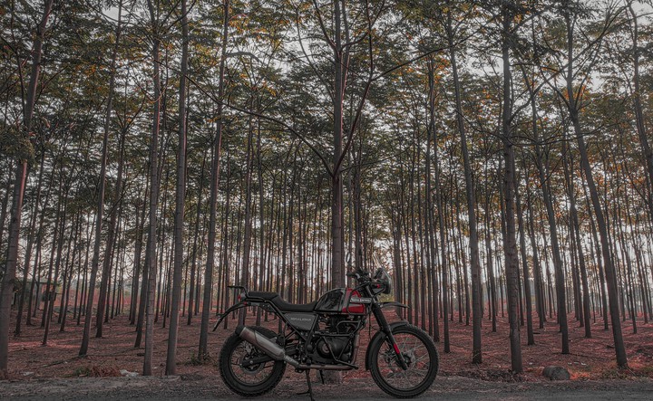 Himalayan