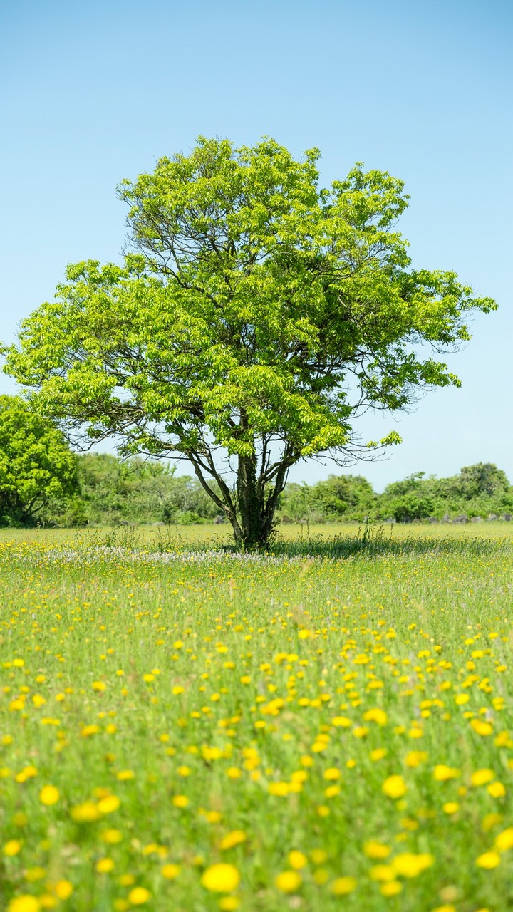 Spring Field