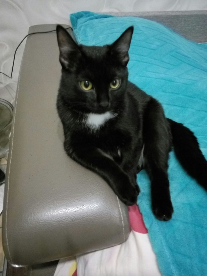 Alice
