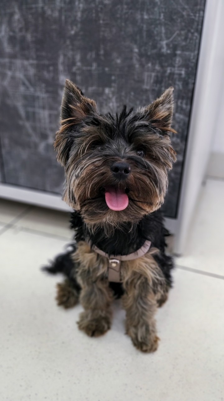 little dog