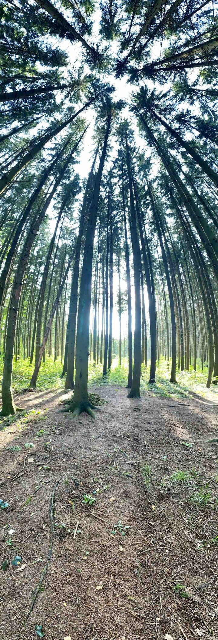 forest
