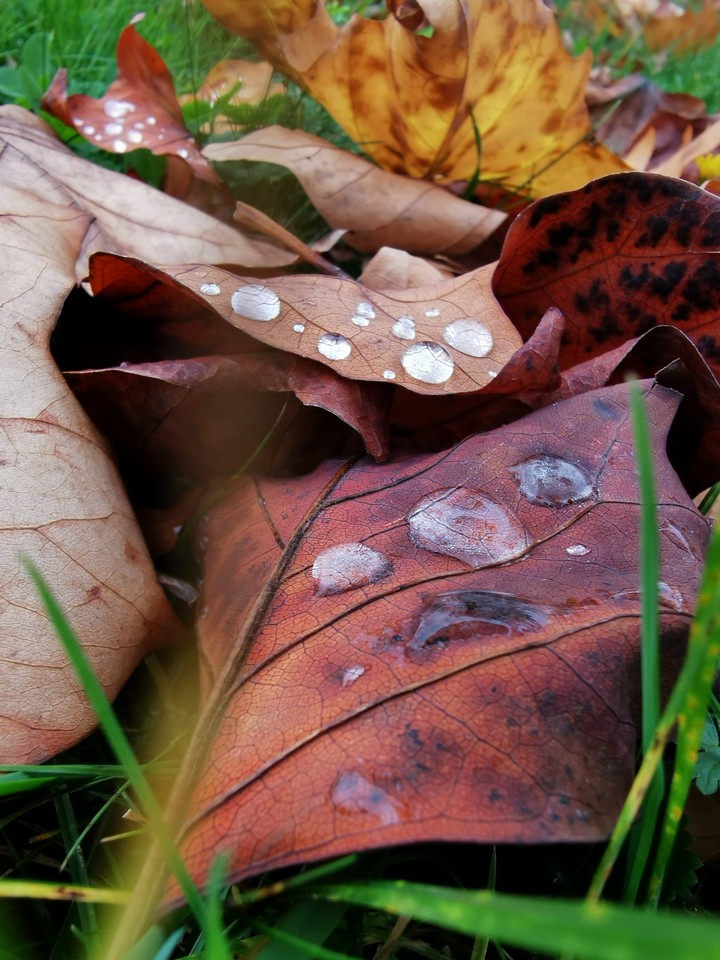 leaves