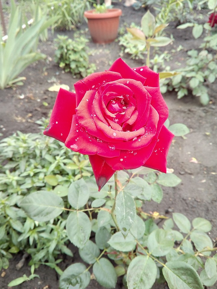 Роза