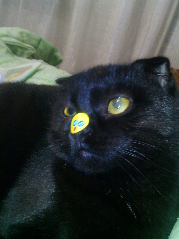 киця