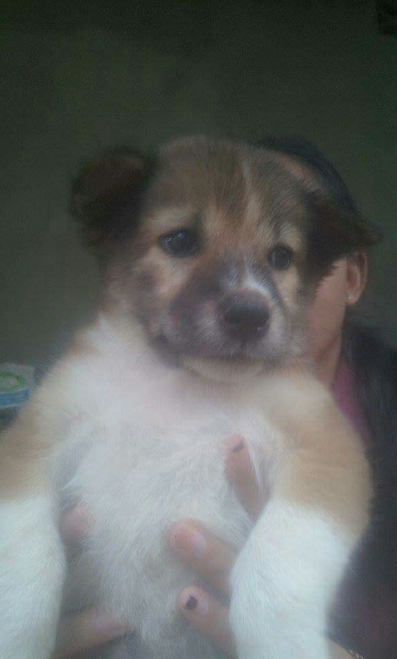 My Dog