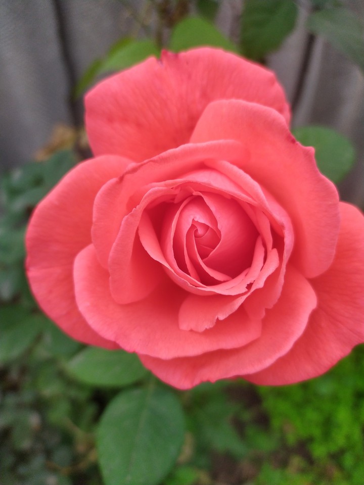 rose