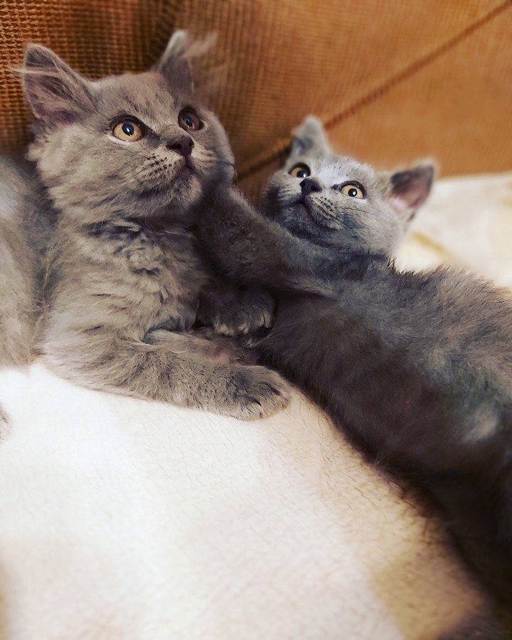 kitty