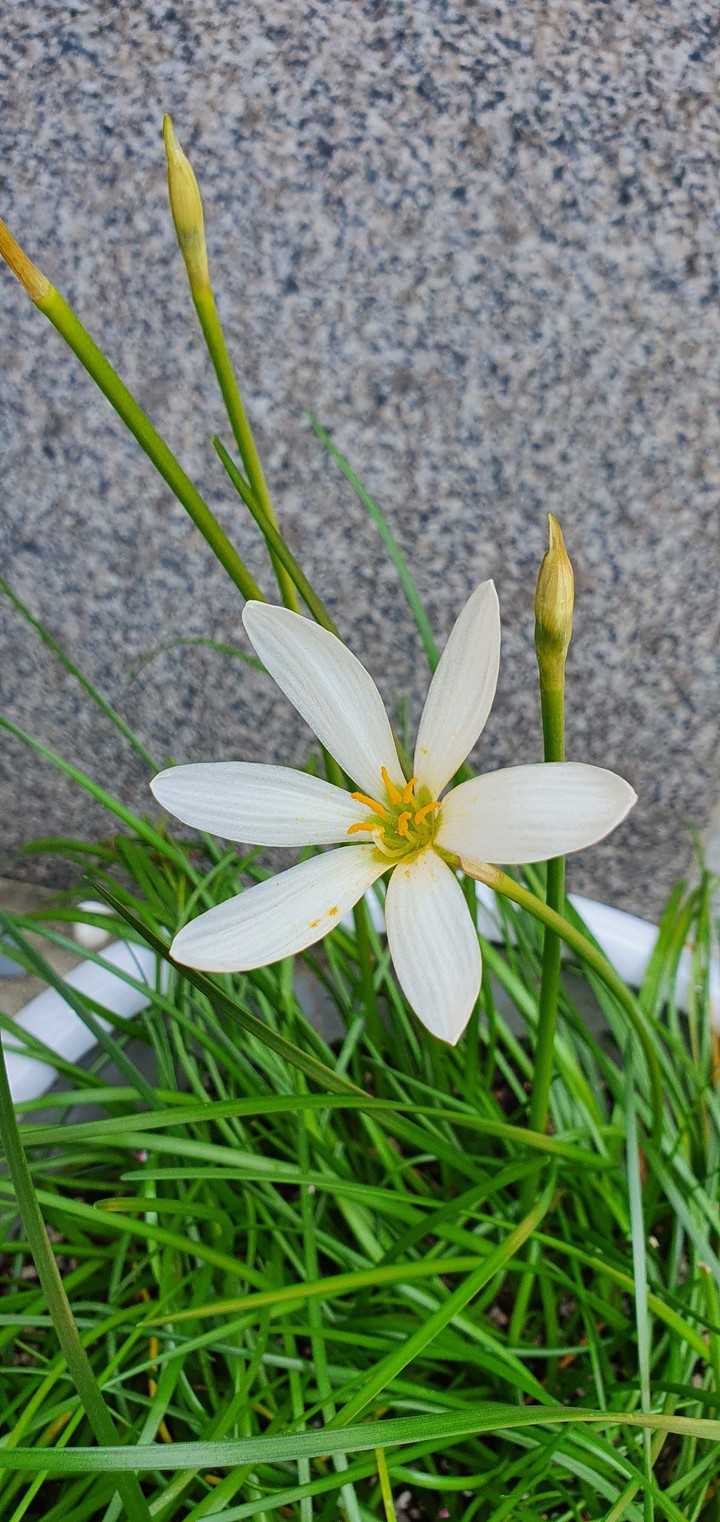 Summer flower