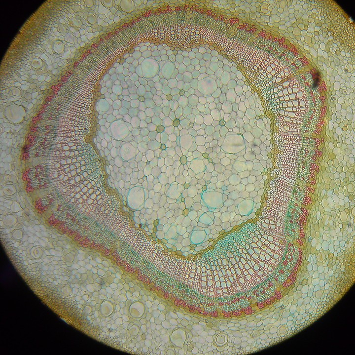 Tilia cordata, Microscopic photography ?