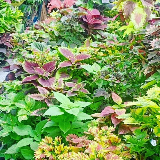 coleus