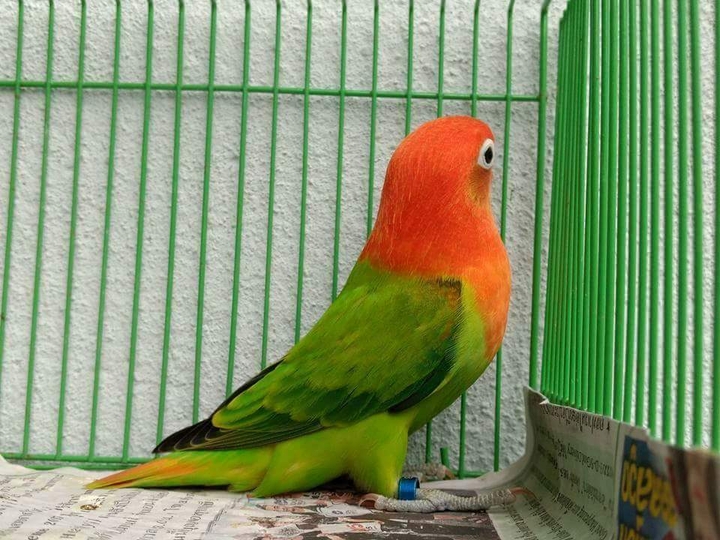 Red​ opaline​