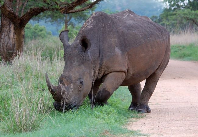 South Africa