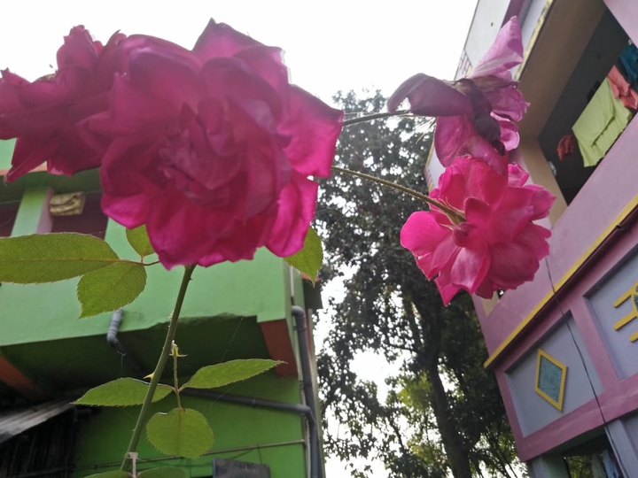 rose