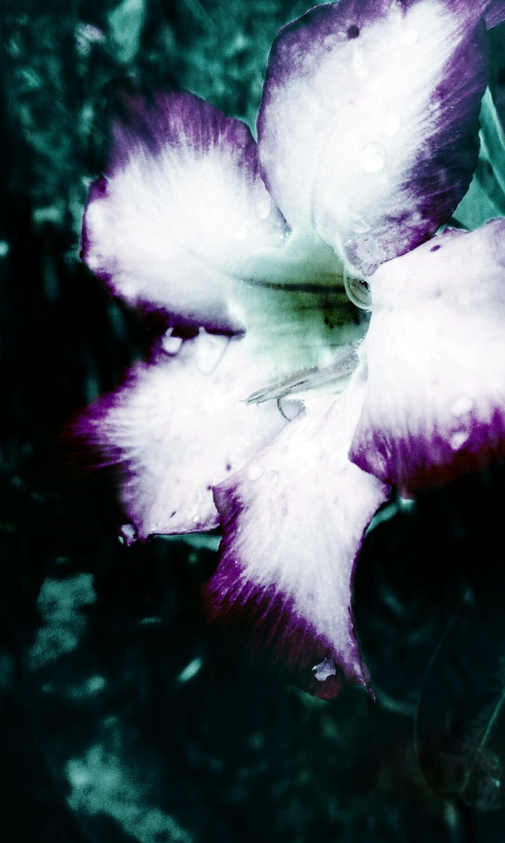 The Dark-Flower