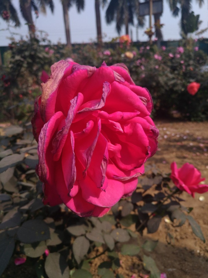 fresh dying ROSE