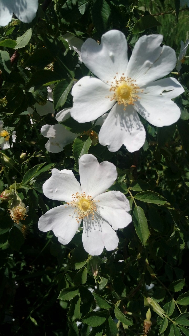 Briar flowers