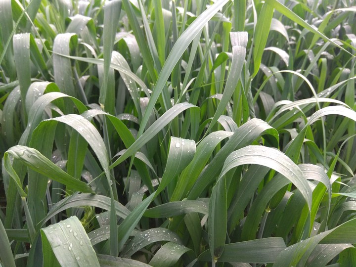 dew drops