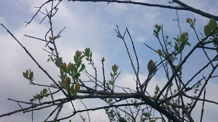 nature