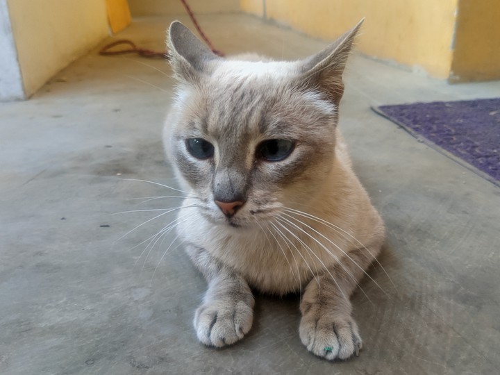 cat