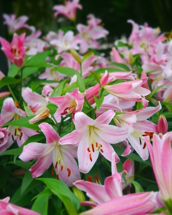 lilium